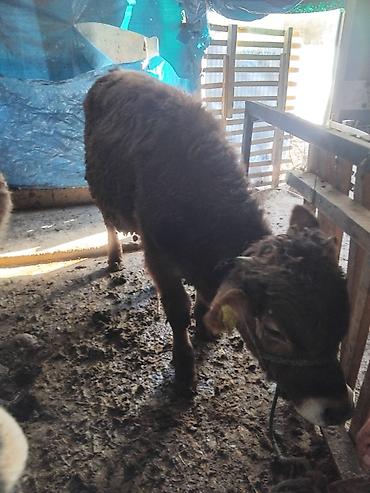 Коровы, быки: Продаю | Бык (самец) | Полукровка | На откорм — 16