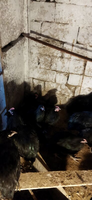 Toyuqlar: Toyuq, Damazlıq — 2