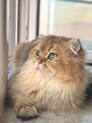 chinchilla: Britan, Erkək, Cütləşmə üçün