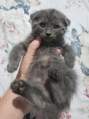 Кошки: Шотландские котята: скоттиш-страйт и скоттиш-фолд - Окрас: сплошной — 3