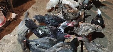 geref qus: LAL ÖRDƏK - Növ: Lal ördək, krasnadar, amerikan sortu (Muscovy — 1
