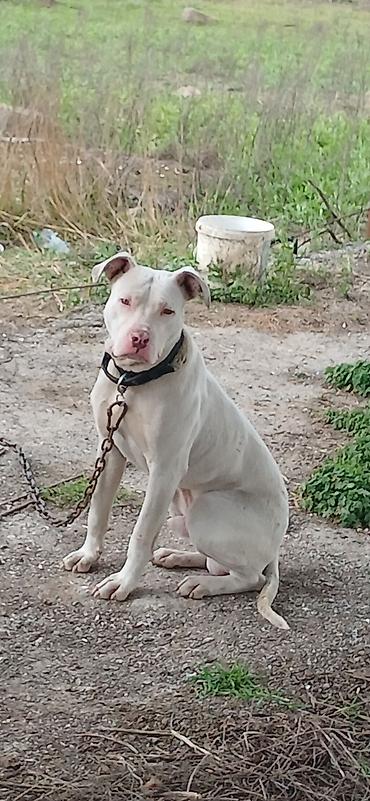 İtlər: Pitbul, 10 ay, Erkek, Peyvəndli — 6