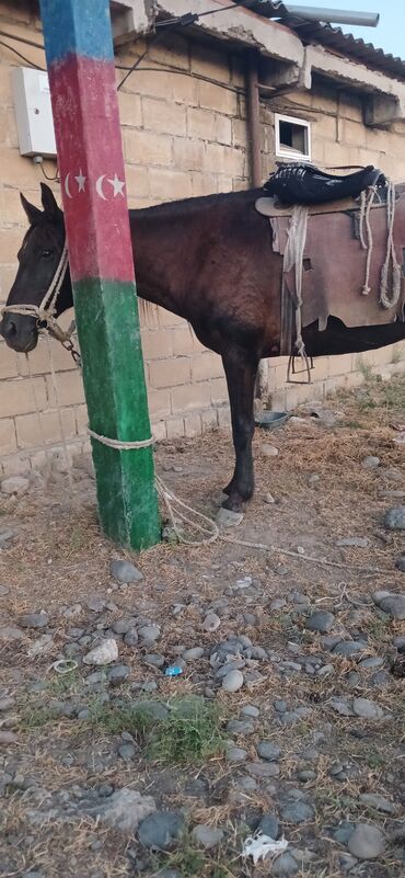tap.az heyvanlar xacmaz: Dişi, Ərəb, il: 5, Ünvandan götürmə, Ödənişli çatdırılma
