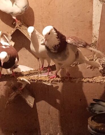 Göyərçinlər: Temiz babayevisqi eni quyruq hundur ayaq uzun quwdardi erkey dest ag — 4