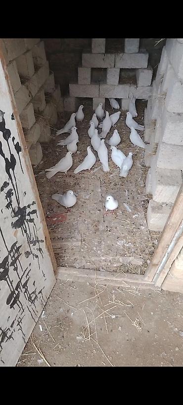 Göyərçinlər: Kom bir nesil 12 tük ağlar çılpaq 23 quşdu kom 220 m - Növ: ev — 3