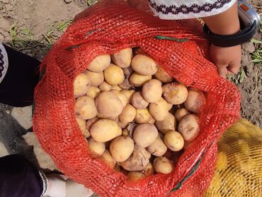 семина картошка: Картошка Ривьера
