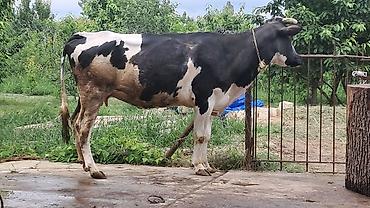 Inəklər, öküzlər: İki baş arpa yerində bəslənmiş qısır heyvan satılır qırmızı 2 bala — 6