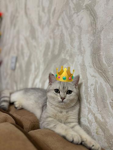 Кошки: Шиншилла, Самка, В добрые руки, Бесплатная доставка — 2