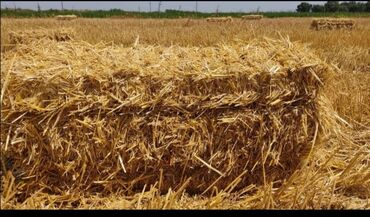 Корма для с/х животных: Продаю солома Пшеничная с поля 1000шт находится село Беловодское
