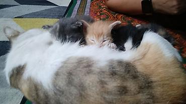 котята в хорошие руки: Очаровательные котята от домашней кошки отдам добрых руки полтора — 1