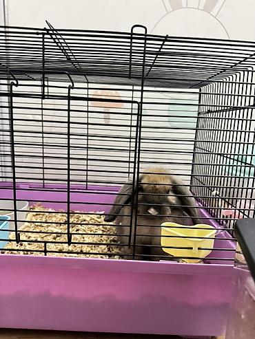 🐰 Продаются два декоративных кролика 🐰 Продаю двух домашних