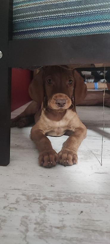 doberman cena: Na prodaju prelepi štenci mađarske vižle. Rodjeni 02.06.2026 — 6