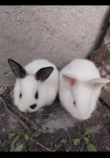 Другие животные: Продаю|Крольчата|Белый Великан|Для разведения!!!!! 1.5 месяц