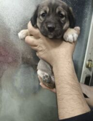 naxcivan it elanlari: 2 месяца, Самец, Самовывоз