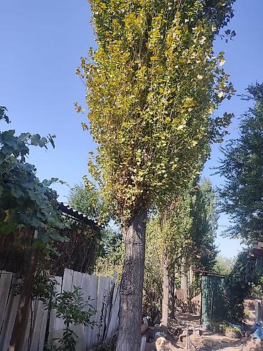 продаю или миняю: Отдам тополь бесплатно — 1