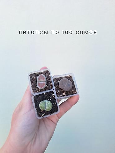 растения комнатные: 💚 Комнатные растения (детки/молодые растения). 🪴 Названия и цены — 7