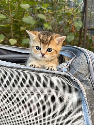 Мышыктар: На БРОНЬ! Котята-Серебристой и Золотой Шиншиллы.дата рождения — 9