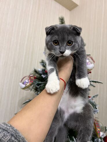 Pişiklər: Şotland yastı qulaq, Erkək, Dişi, Yaxşı əllərə, Ünvandan götürmə, Pulsuz çatdırılma, Ödənişli çatdırılma — 4