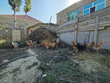 İtlər: Toyuq, Ətlik, Ünvandan götürmə