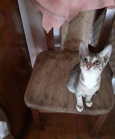 pisik səkilləri profil ucun: Lənkəranda etibarlı əllərə bala pişik🐈🐈🐈sahibləndirilir.Şirin, insana — 4