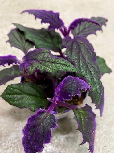 Другой декор и предметы интерьера: Распродажа остатков, комнатные растения по 100 сом. дорогие цветы тоже at lalafo.kg — 5 Другой декор и предметы интерьера: Распродажа остатков, комнатные растения по 100 сом. дорогие цветы тоже — 5