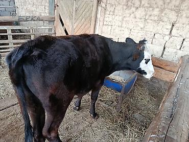 fermer kg: Продаю | Бык (самец) | На откорм | Привязанные — 1