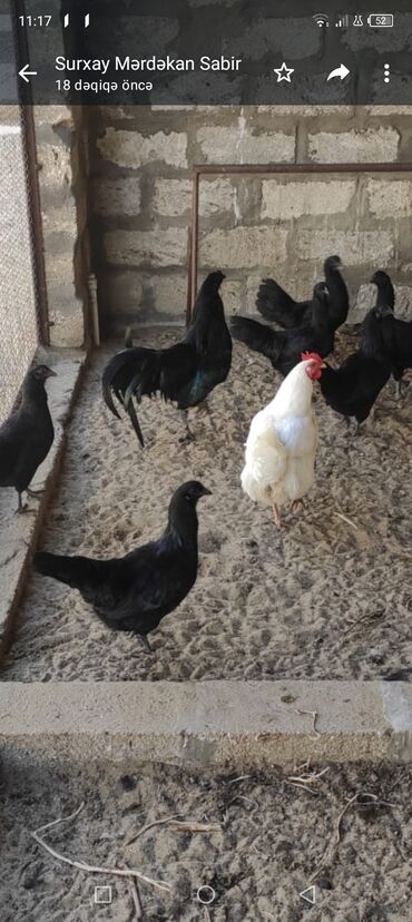 Xoruzlar: Tek 100 ayam zemani cut 200m .qap — 21