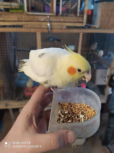 Tutuquşları: Salam. TAM SAĞLAM VİTAMİNLƏR PROFESSİONAL BİT DƏRMANİ VURULUB VƏ — 19