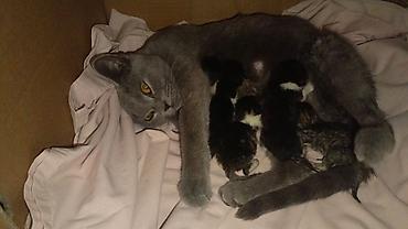 короткошерстная: Отдам котят в добрые руки. Котята от британской короткошерстной кошки — 1