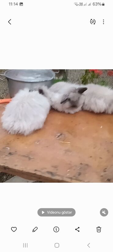 Dovşanlar: Angora tipli tüklü dovşanlar bala 8 manat - Növ: Uzun tüklü (Angora — 11