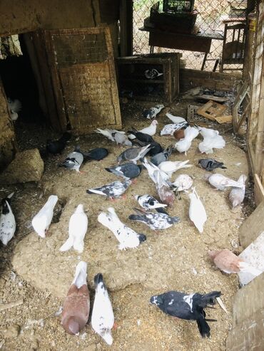 Göyərçinlər: Müxtəlif rənglərə və naxışlara malik ev göyərçinləri mövcuddur. Onlar — 4