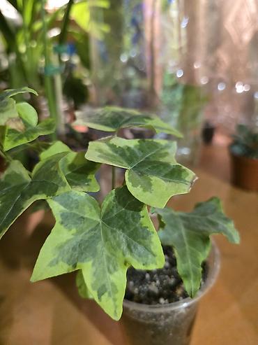 английский плющ купить: Плющ комнатный (Hedera helix), пестролистная форма. - Компактный — 1
