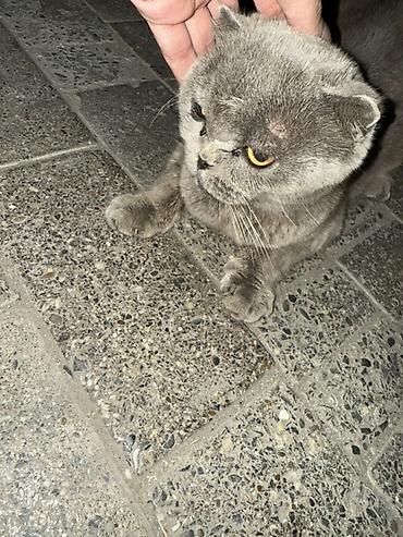 british shorthair qiymetleri: Britan yastı qulaq, Yaxşı əllərə — 2