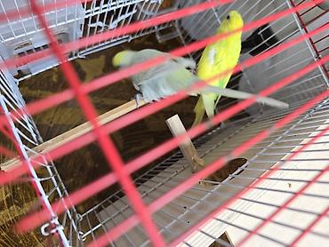 bulbul quşu satışı: Salam ər və arvad yumurtalarıda var. 65 manatdan 45 manata endirim — 7