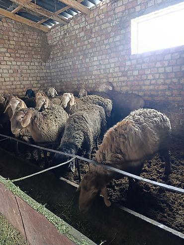 Баран, овца: Продаю | Баран (самец) | Арашан | Для разведения | Племенные — 6