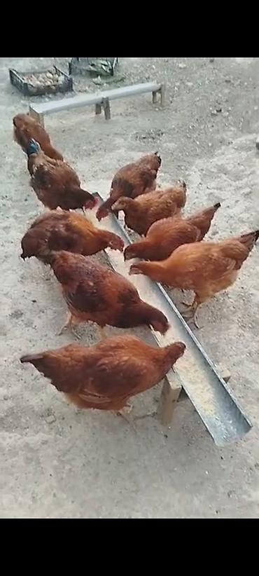 Животные: Продаю | Куры | Род-Айленд | Несушки — 2