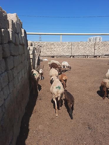 cins qoyunlar satilir: Dişi, il: 1, Ətlik — 9