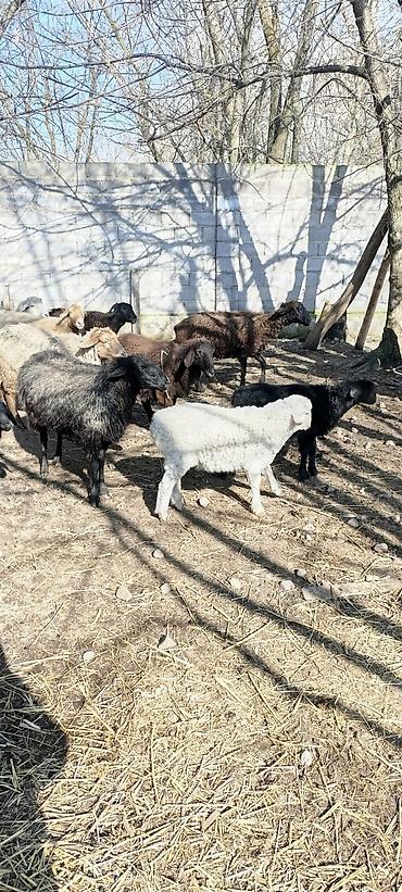 Баран, овца: Продаю | Овца (самка) | Для разведения | Матка — 4