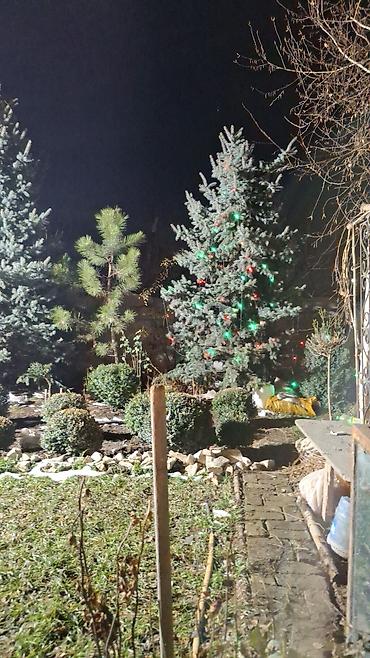 Декоративные деревья: Саженцы деревьев: Ели — 1