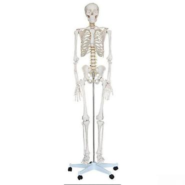 İnsan skeleti 180smİnsan skeleti 180sm Bu real insan ölçülü oynaqlı lalafo.az -da İnsan skeleti 180smİnsan skeleti 180sm Bu real insan ölçülü oynaqlı