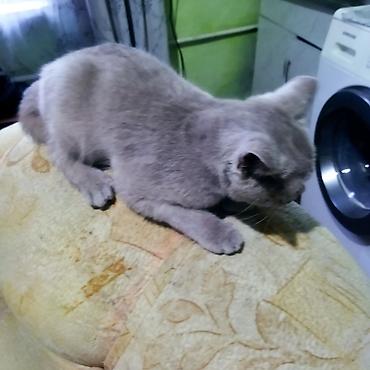 пародистый кошка: Британский короткошёрстный котёнок, окрас голубой (серый). Плюшевая — 4