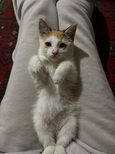 Отдам даром кошку: Кошка даром: Беспородная, 2 месяца, Девочка, Приучена к лотку — 3