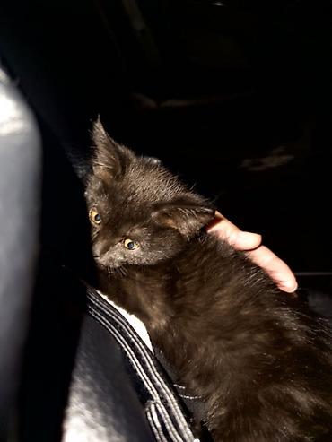 черные кошки: Черный котенок - Окрас: однотонный черный, короткая гладкая шерсть с — 2