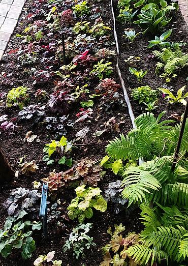 Другие садовые цветы и кустарники: Продаю гейхеру. В коллекции более 80 сортов. Звоните по тел. Вацап — 22