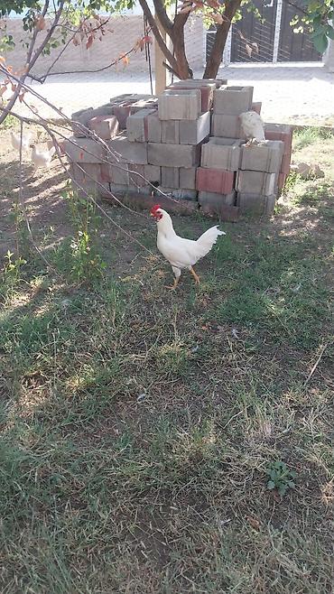 просто ат: Продаю | Куры | Домашняя | Для разведения — 1