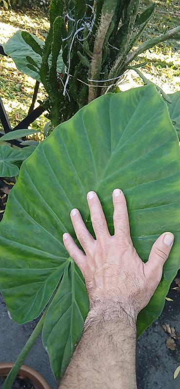 bitki guli: Filodendron “Plowmanii” (aroid) – böyük yarpaqlı dekorativ otaq — 7