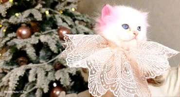 Xaltalar, qayışlar və tasmalar: 3 dişi öz pişiyimin balasıdır makler deiləm — 4