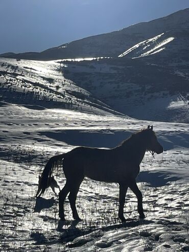 Лошади, кони: Продаю | Кобыла (самка) | Для разведения — 2