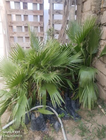 Ağaclar: Satılır: dekorativ bitkilər toplusu - Gül kolları (mini/çalı tipli) – — 27