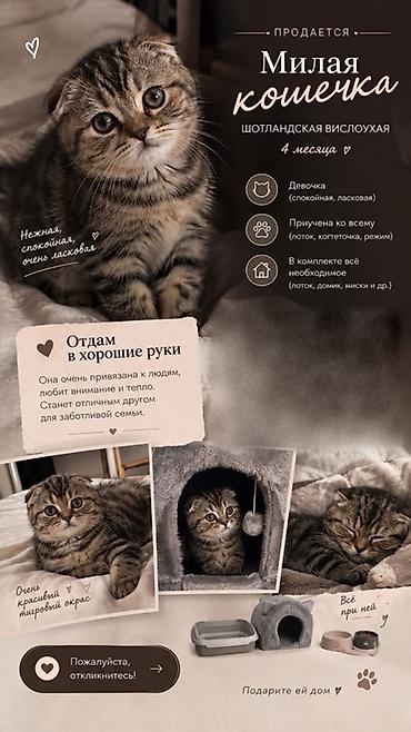 Кошки: Кошка даром: Скотиш Фолд (Шотландская вислоухая), 4 месяца, Девочка, Приучена к лотку — 1